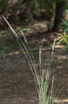 Silver beardgrass